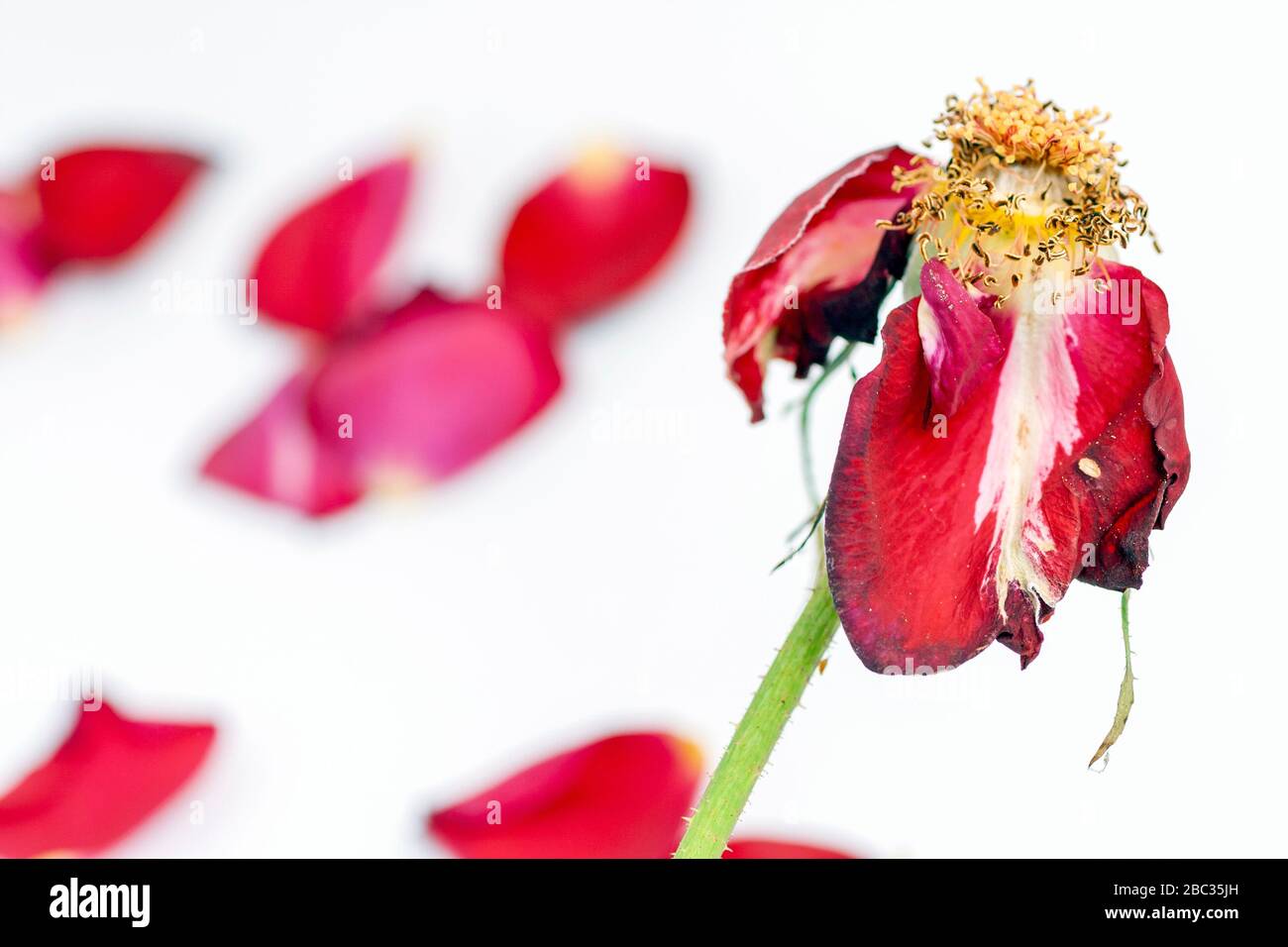 Dead Rose Petals High Resolution Stock Photography and Images Alamy
