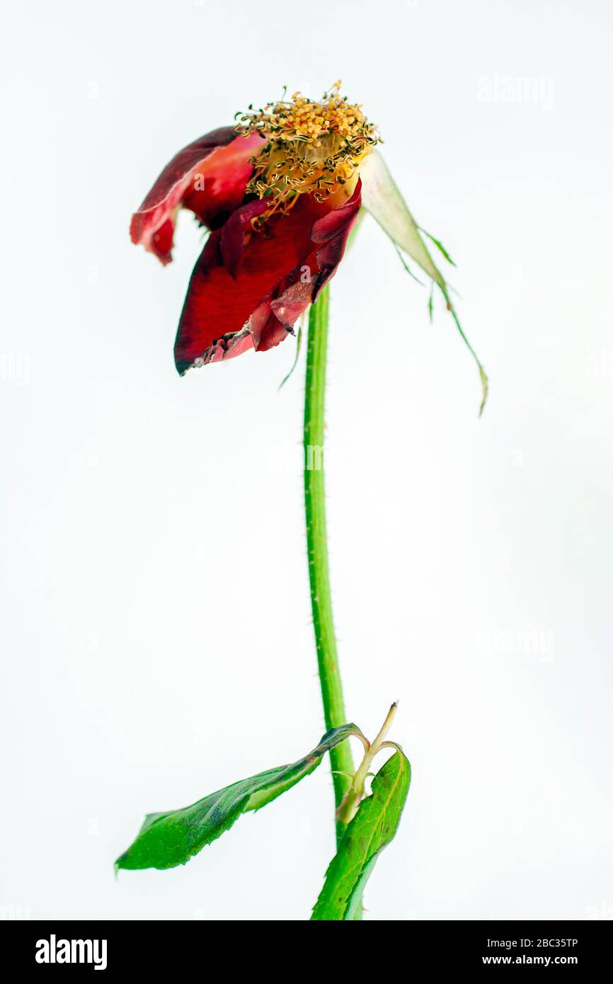 Dead rose with dry petals isolated on white background Stock Photo Alamy