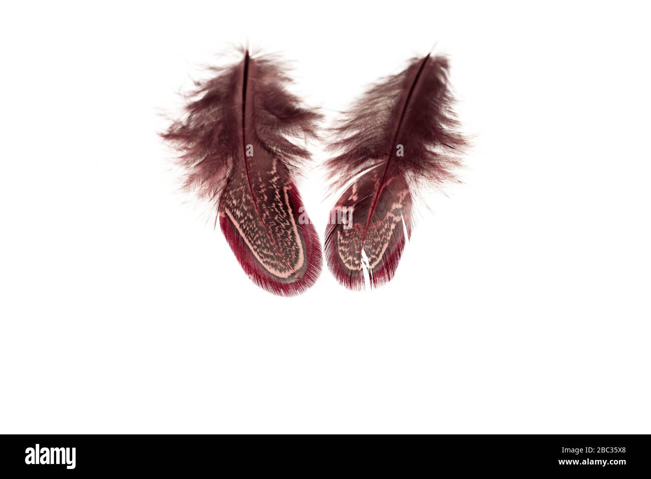 Close up view of different colour feathers isolated on white background ...