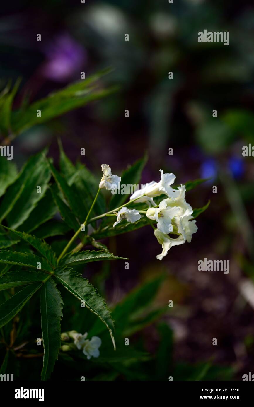 Cardamine enneaphylla,Nine-leaved toothwort, Dentaria enneaphyllos,creamy white flowers,cream white flowers,flowering,spring,RM Floral Stock Photo
