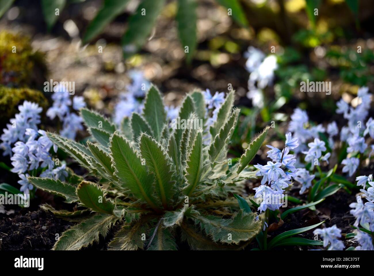 Meconopsis paniculata,Siberian scilla, Siberian squill,blue flowers,flowering,leaves,foliage,spring growth,hairy foliage,attractive foliage,garden,RM Stock Photo