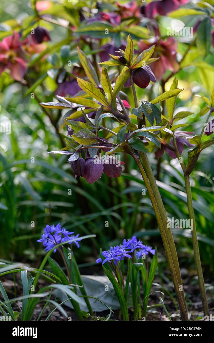 Helleborus × hybridus,Hellebore,Hellebores,helleborus,purple flowers,Siberian Squill,Scilla siberica,blue flowers,colour,color,hybrid,hybrids,spring,f Stock Photo