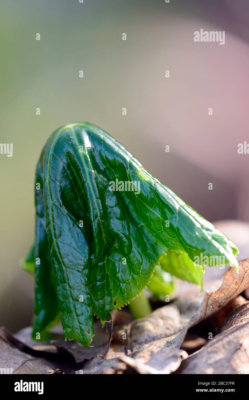 podophyllum mairei,green leaves,foliage,emerge,emerging,unfold,unfurl,unfurling,unfolding,spring garden,gardens,RM Floral Stock Photo