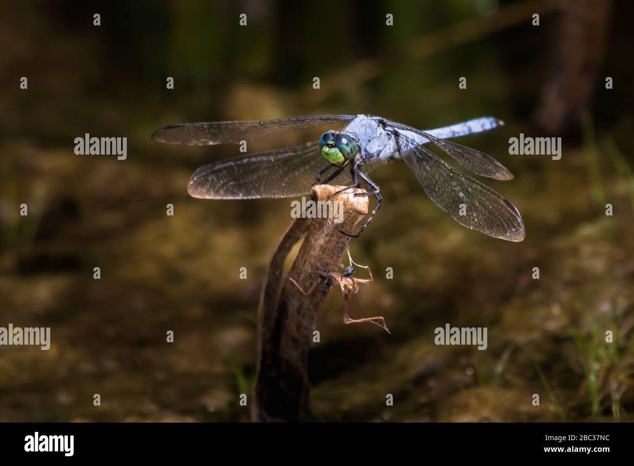 A Blue Dasher dragonfly on a plant against a blurred brown background ...