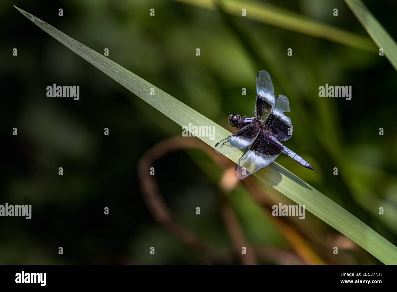 A Widow Skimmer dragonfly at rest against a green blurred background at ...