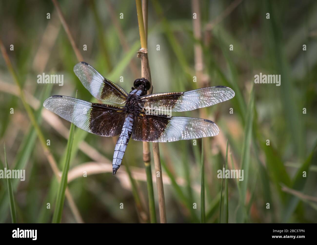 A Widow Skimmer dragonfly holds onto a reed at Scotts Run Lake Stock ...