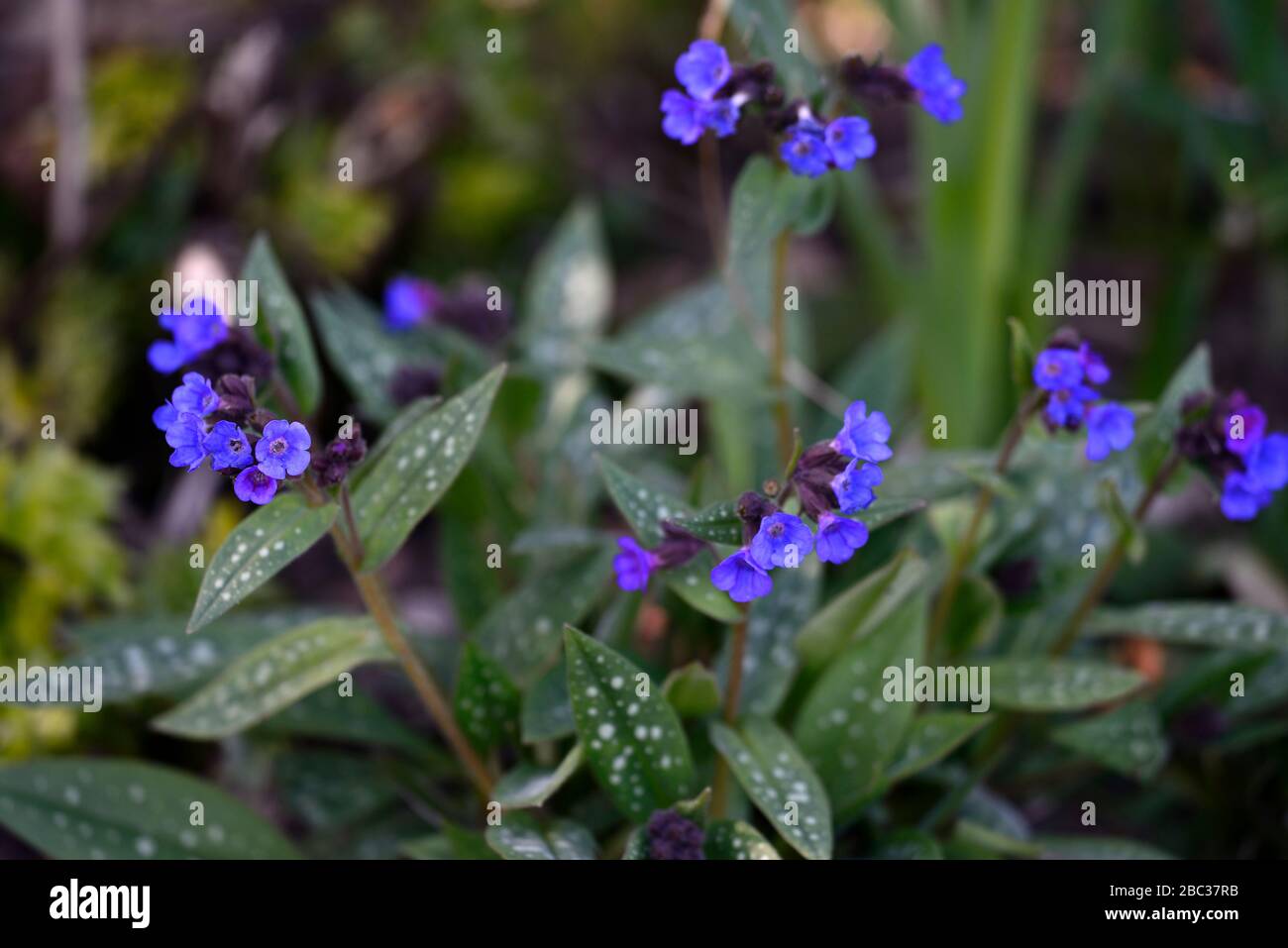 pulmonaria Miss Elly,lungwort,blue flowers, perennials,flower ...