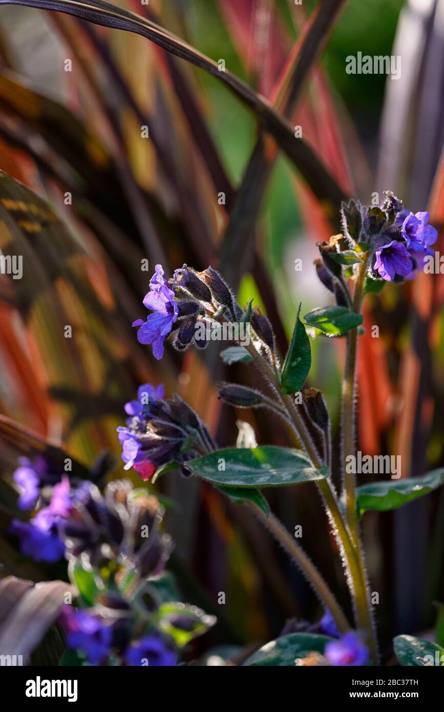 pulmonaria veronica Cross,lungwort,violet blue flowers, perennials,flower,flowering,flowers,spring,garden,RM floral Stock Photo