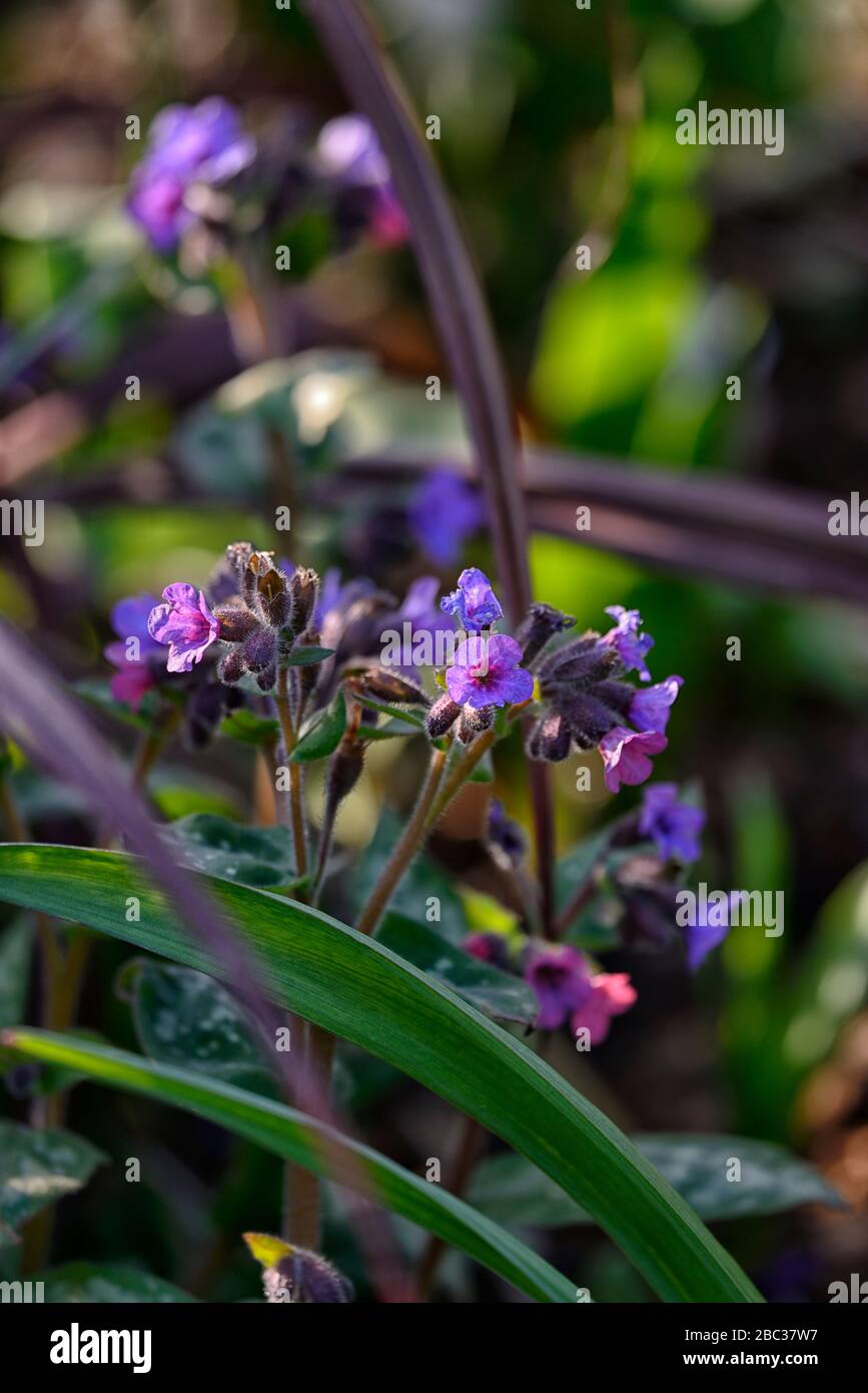 pulmonaria veronica Cross,lungwort,violet blue flowers, perennials,flower,flowering,flowers,spring,garden,RM floral Stock Photo