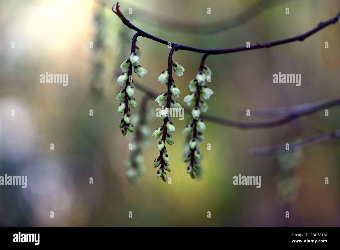 Stachyurus chinensis,Chinese stachyurus,bell shaped flowers,bell shape flower,pale yellow flowers,raceme,racemes,spring garden,RM Floral Stock Photo