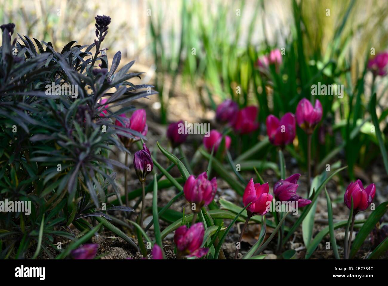 Tulipa humilis var violacea group black base,species tulip,tulips,miniature  tulip,flowers,flowering,spring garden,RM Floral Stock Photo - Alamy