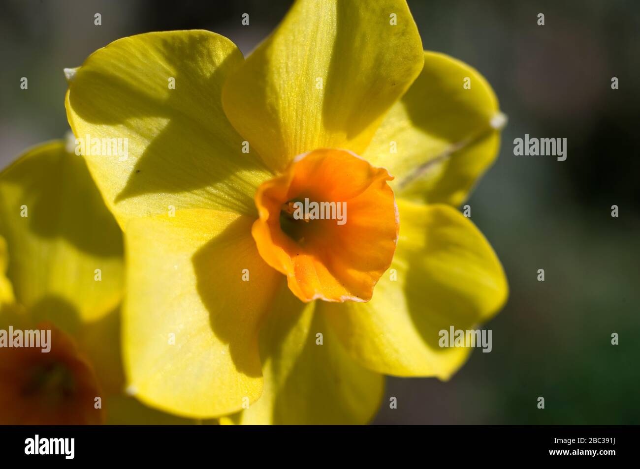 Tight crop of a bright yellow daffodil flower in full bloom during spring, March. Narcissus pseudonarcissus. Stock Photo