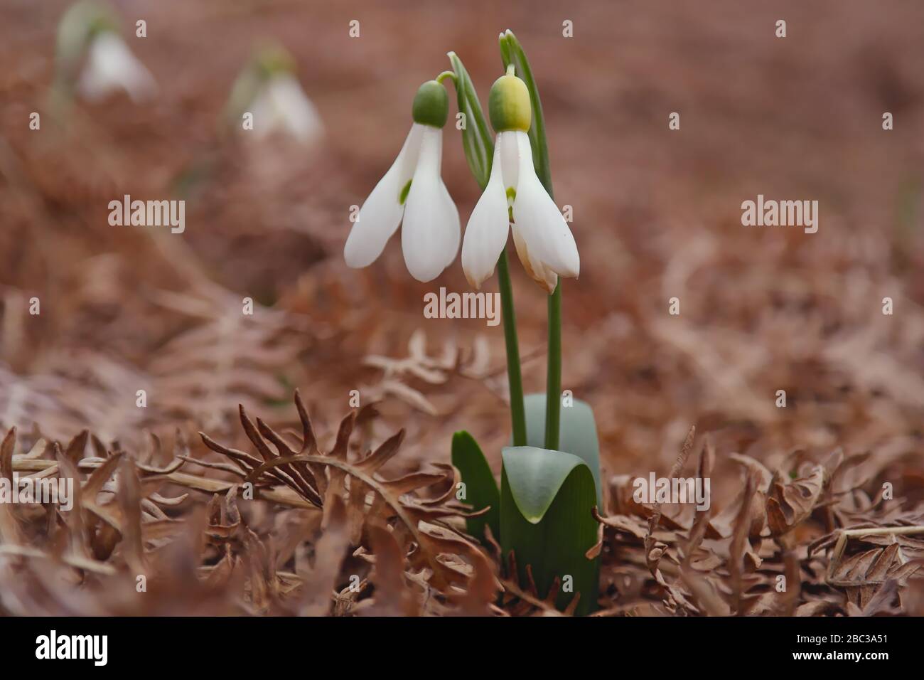 Caucasian Snowdrop (Galanthus Caucasicus) is a rare endemic species of Azerbaijan and the Caucasus. Stock Photo