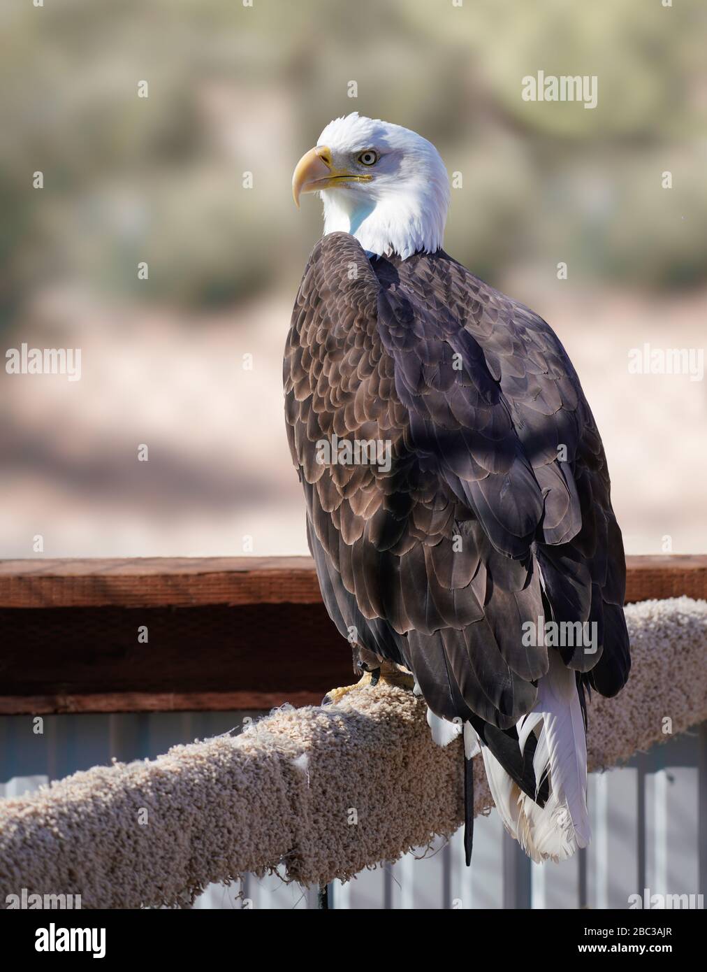 A Bald Eagle sits quietly on its perch enjoying the afternoon sun's warmth. Stock Photo