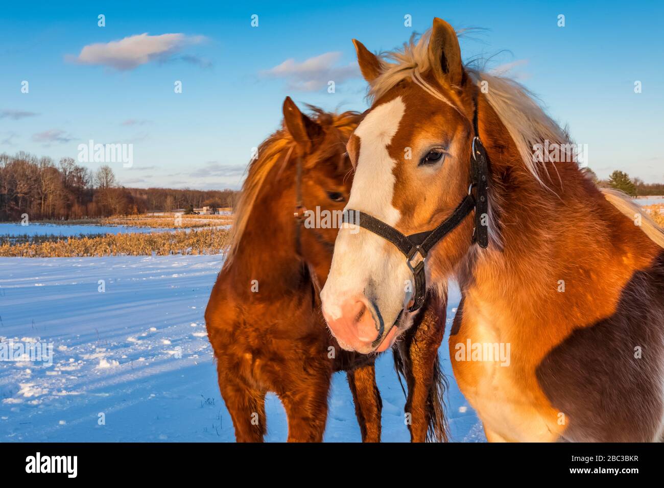 A snow plow hi-res stock photography and images - Page 18 - Alamy