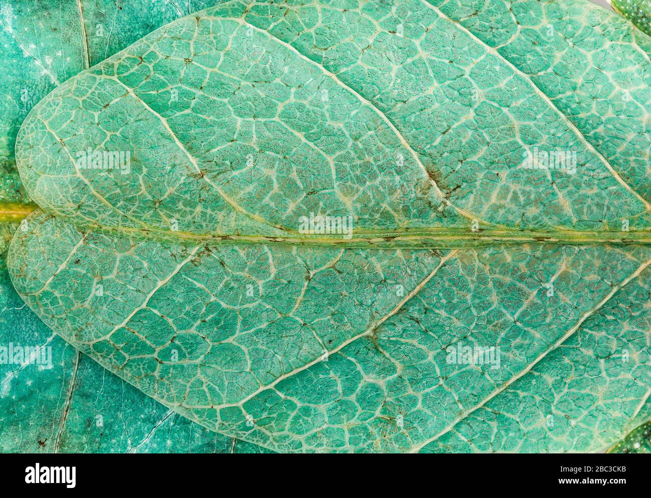 Close up on the wings of a large leaf-insect fwith their leaf like texture Stock Photo