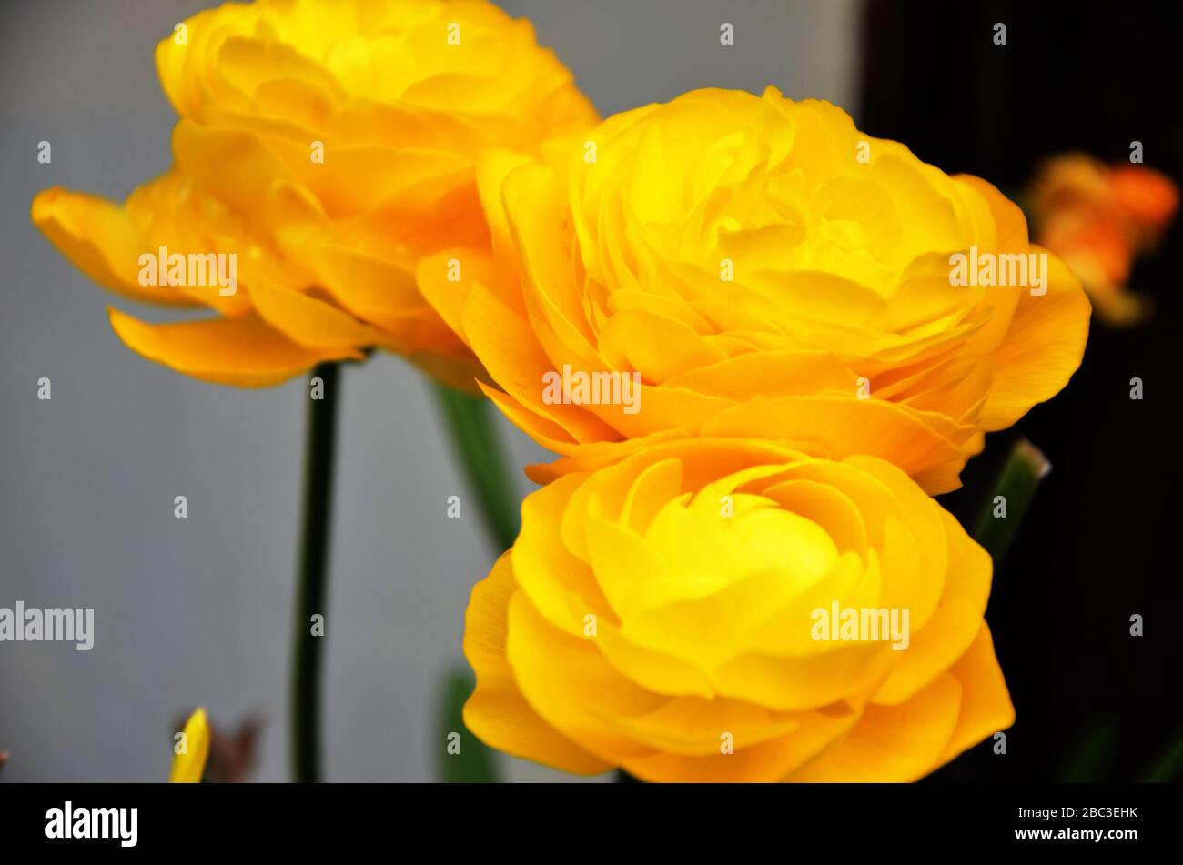 beautiful yellow ranunculus flowers Stock Photo