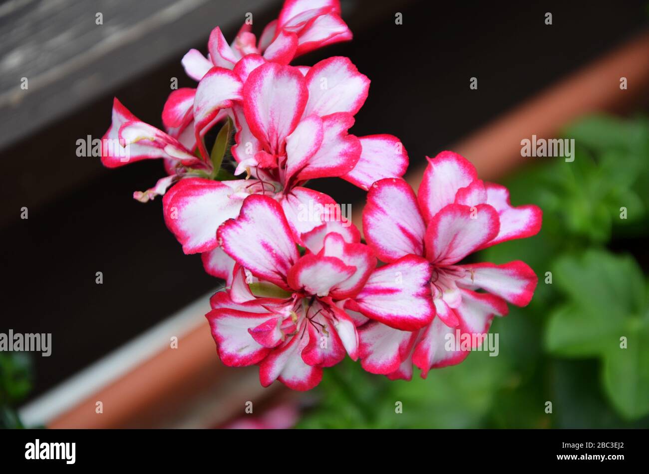 pelargonium flower close up view Stock Photo