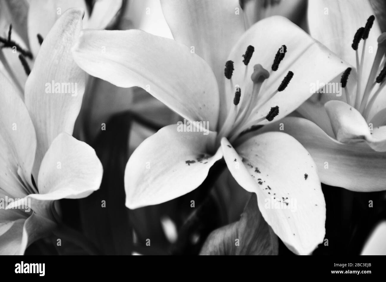 pink lily close up view Stock Photo