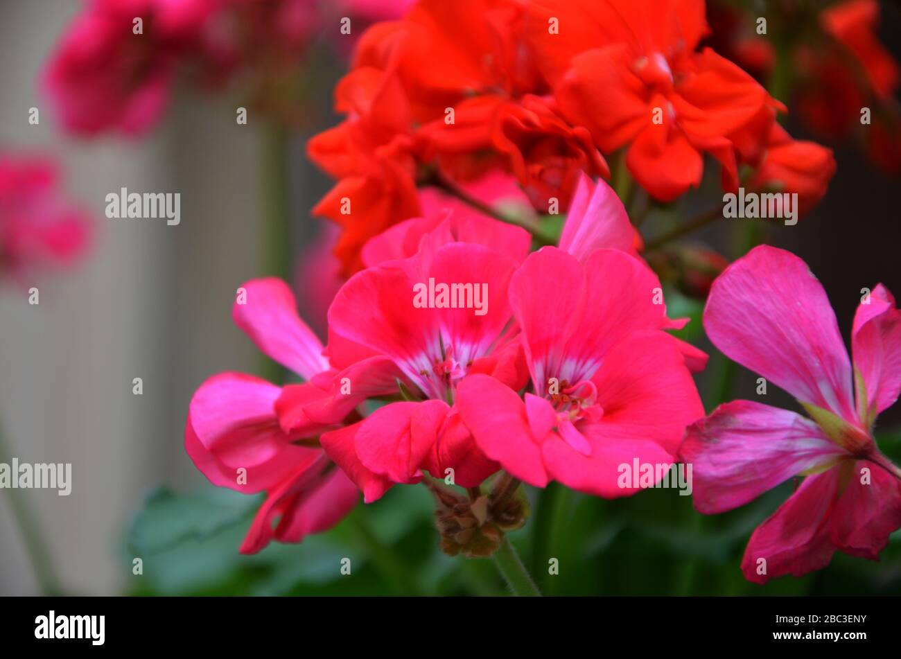 pelargonium flower close up view Stock Photo