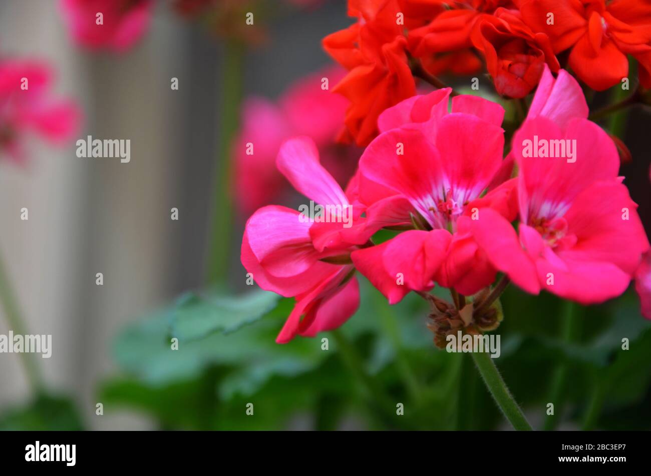 pelargonium flower close up view Stock Photo