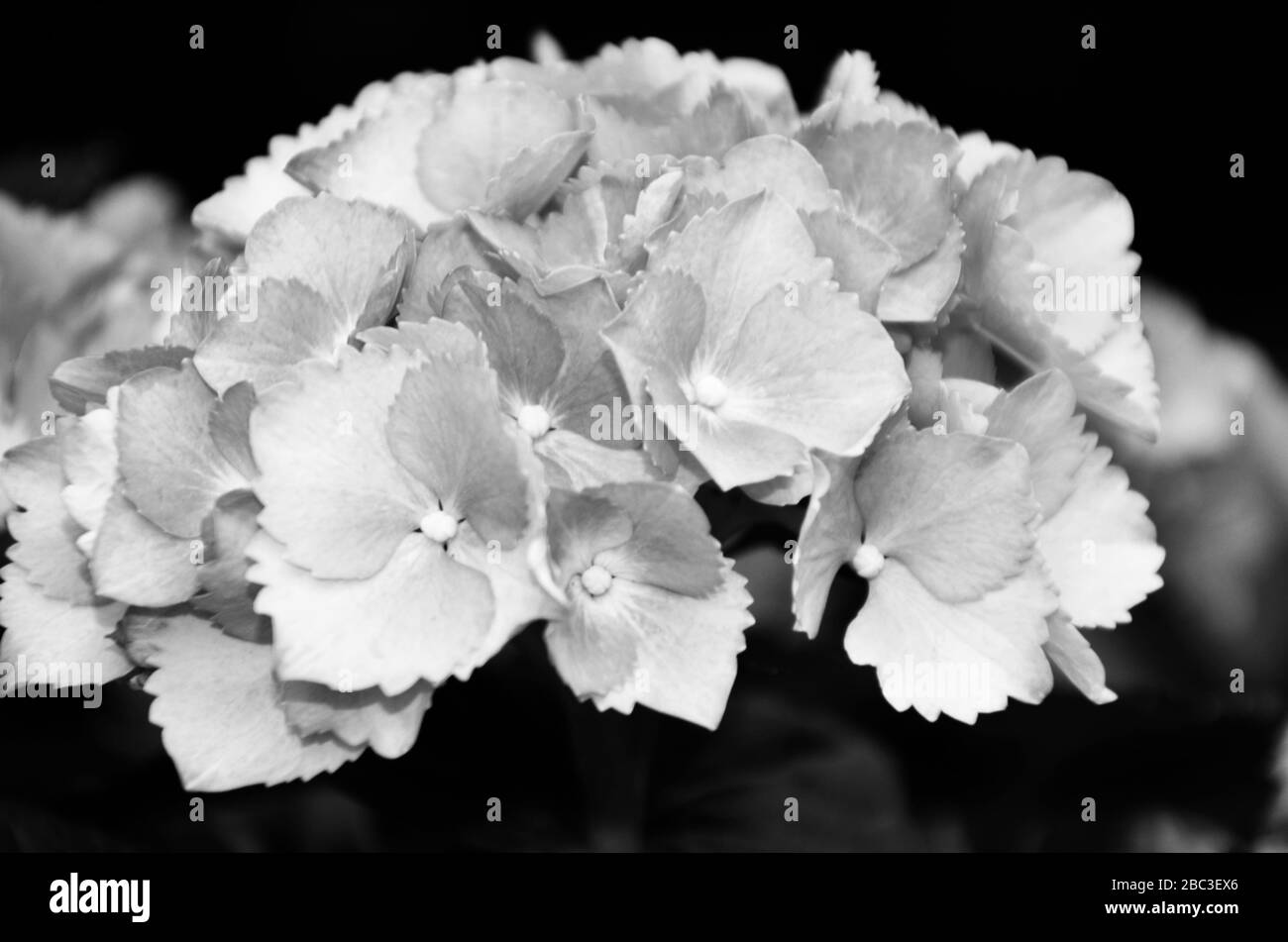 hydrangea flower close up view Stock Photo - Alamy