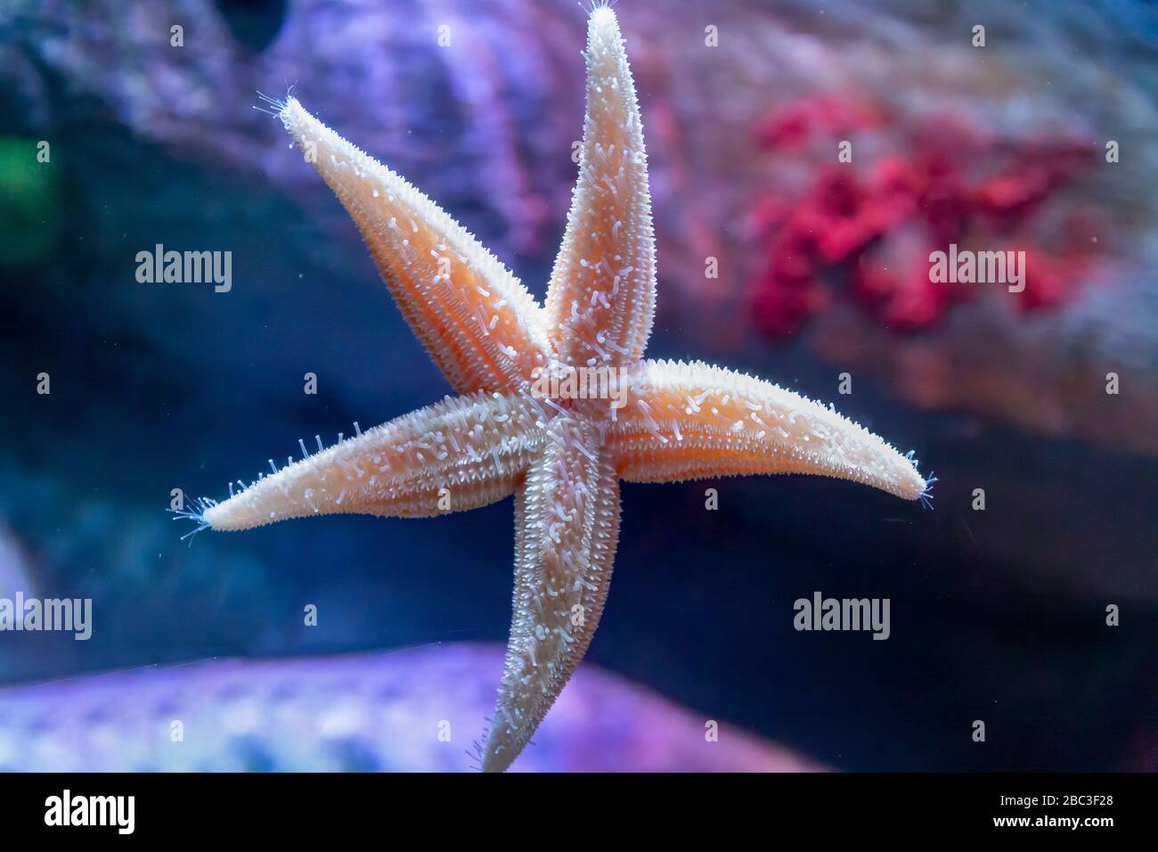 Northern Sea Star (Asterias vulgaris)