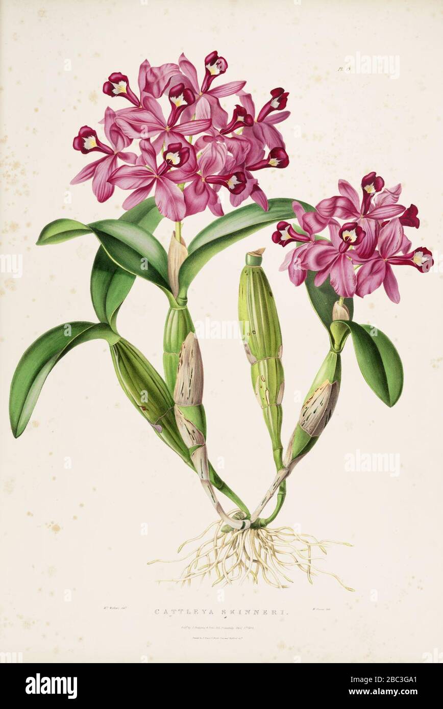 Guarianthe skinneri (Cattleya skinneri)-Bateman Orch. Mex. Guat. pl. 13 (1838). Stock Photo