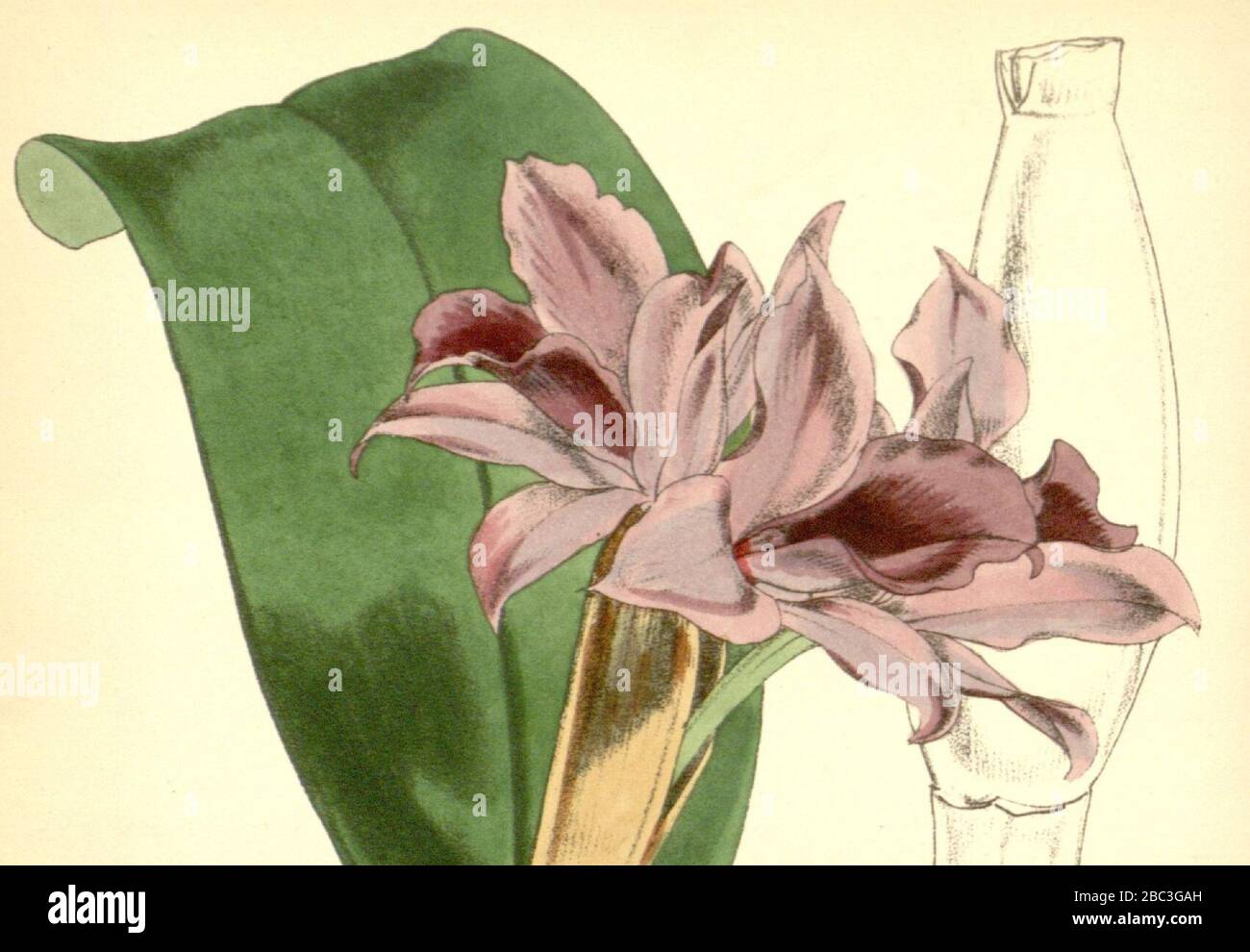 Guarianthe patinii (as Cattleya skinneri var. parviflora) - Curtis' 82 (Ser. 3 no. 12) pl. 4916 (1856) (cropped). Stock Photo