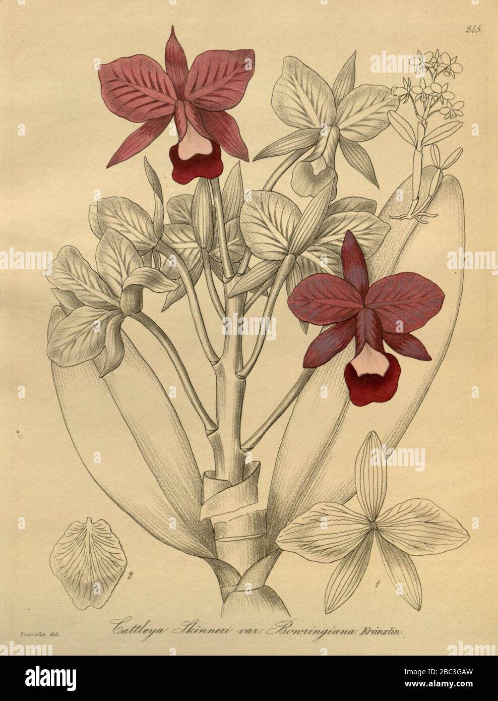 Guarianthe bowringiana (as Cattleya skinneri var. bowringiana) - Xenia 3-245 (1892). Stock Photo