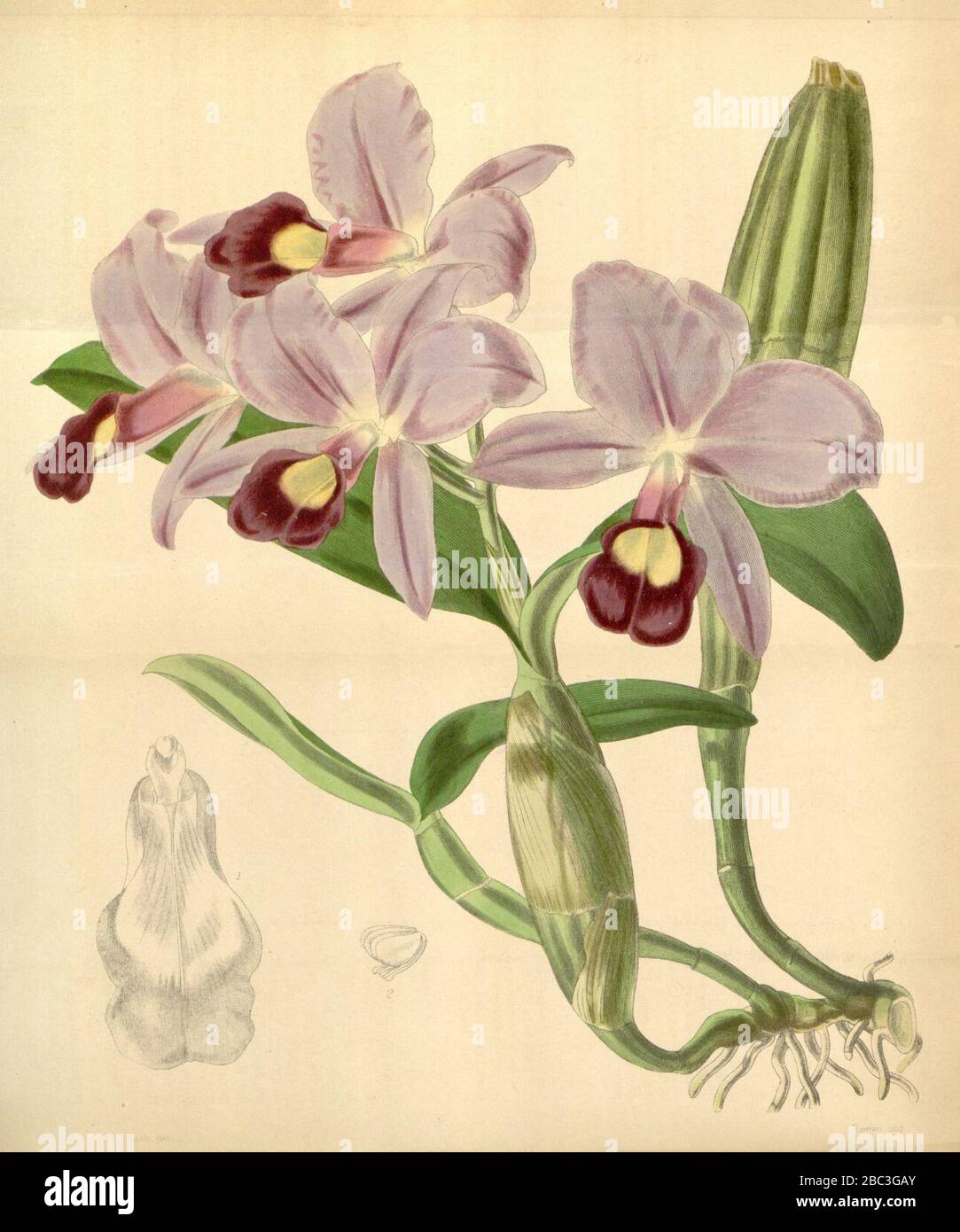 Guarianthe skinneri (as Cattleya skinneri) - Curtis' 72 (Ser. 3 no. 2) pl. 4270 (1846). Stock Photo
