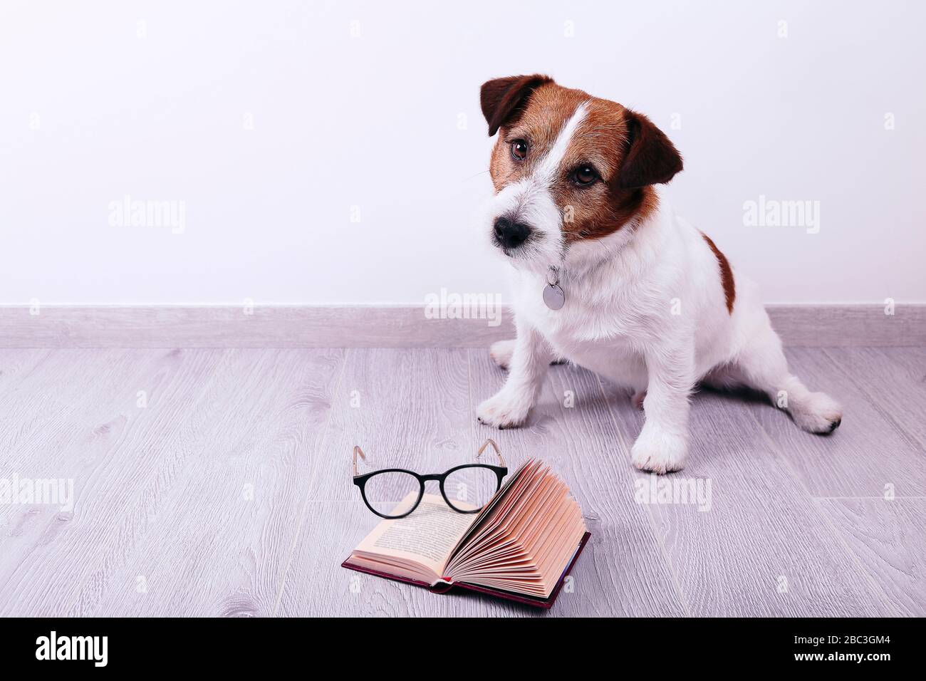 Smart dog reading book. Jack Rassell Dog. Stock Photo