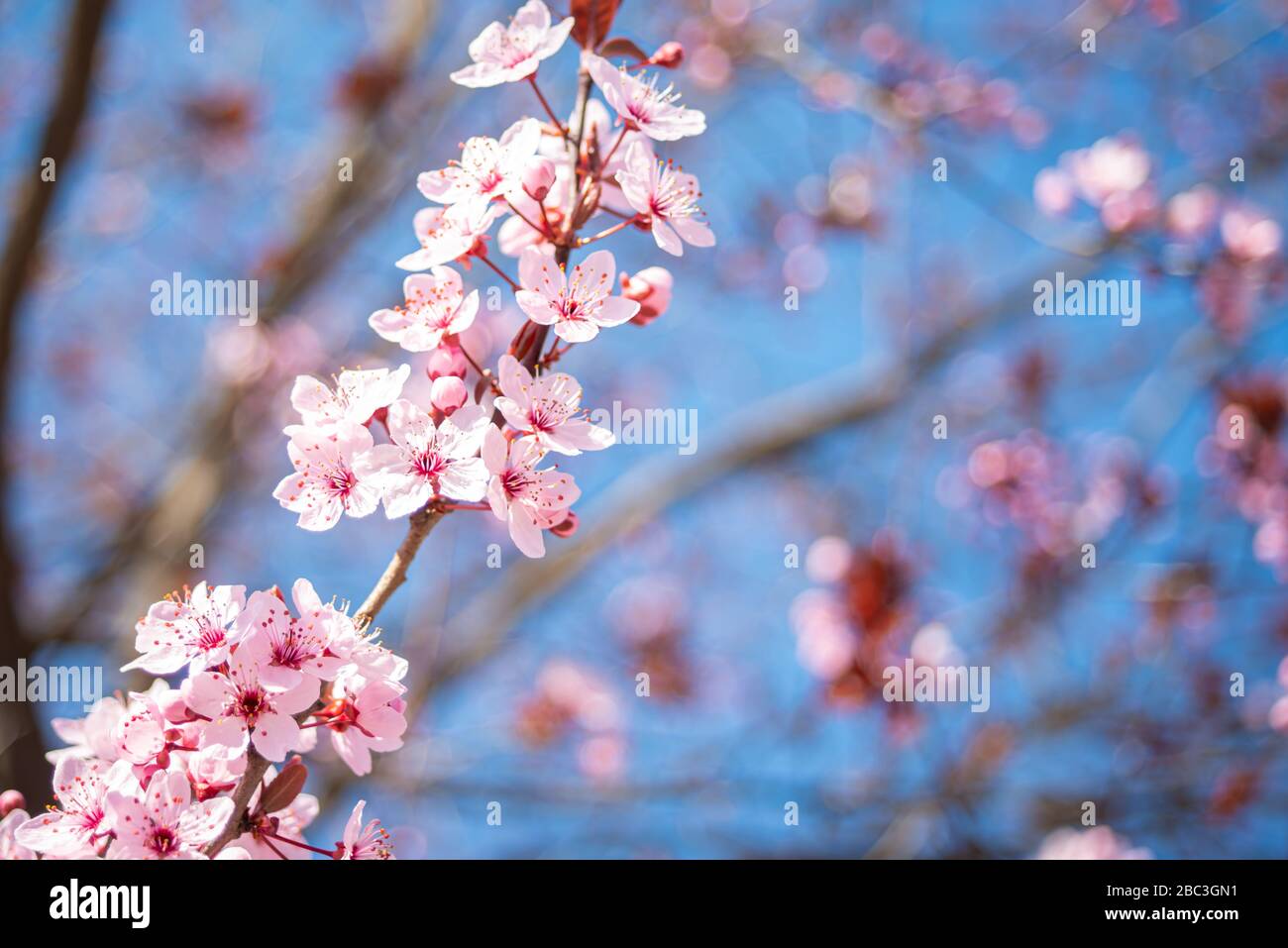 Blossom spring branch flower hi-res stock photography and images - Alamy