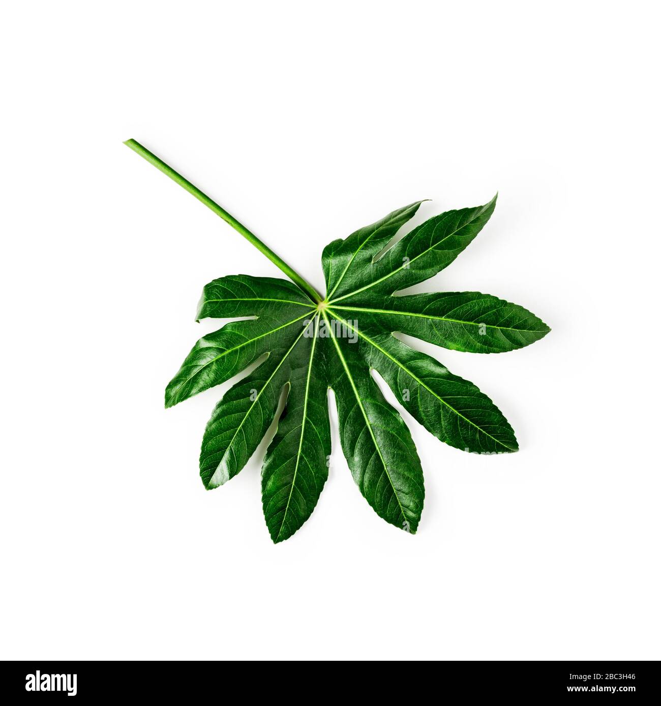 Green aralia leaf, tropical jungle plant fatsia japonica isolated on white background clipping path included. Top view, flat lay, design element Stock Photo