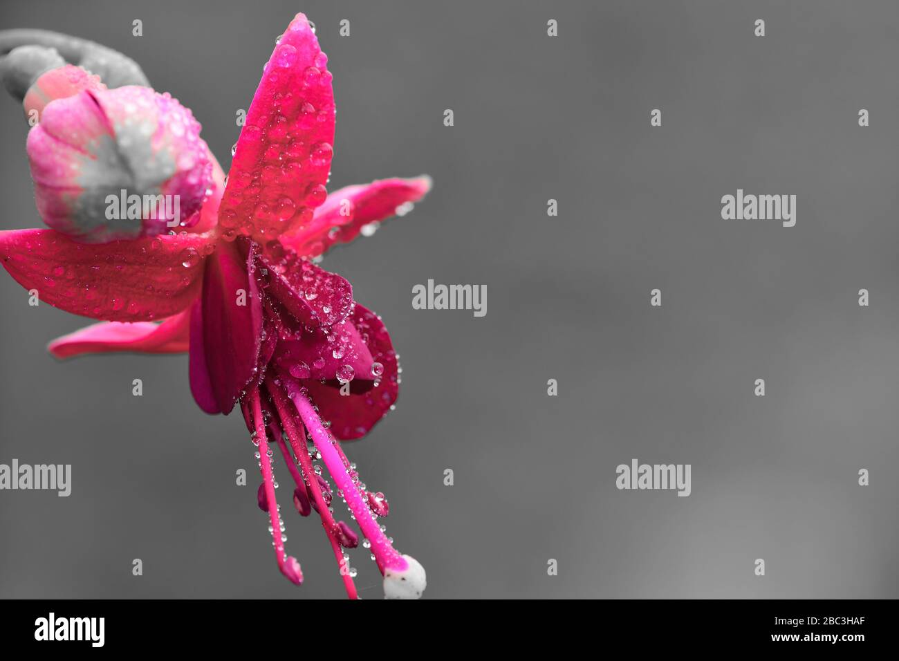 Macro shot of a pink fuchsia flower covered in dew droplets Stock Photo