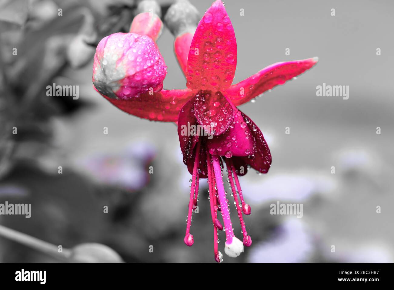 Macro shot of a pink fuchsia flower covered in dew droplets Stock Photo