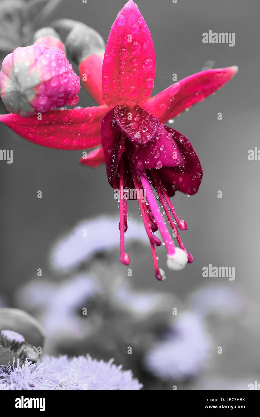 Macro shot of a pink fuchsia flower covered in dew droplets Stock Photo
