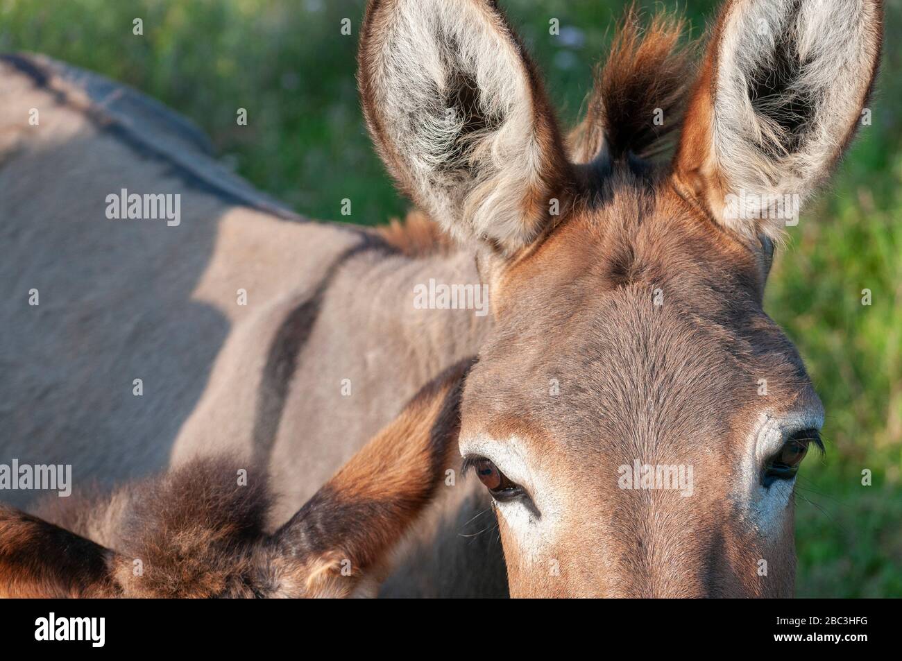 Ane Brun High Resolution Stock Photography And Images Alamy