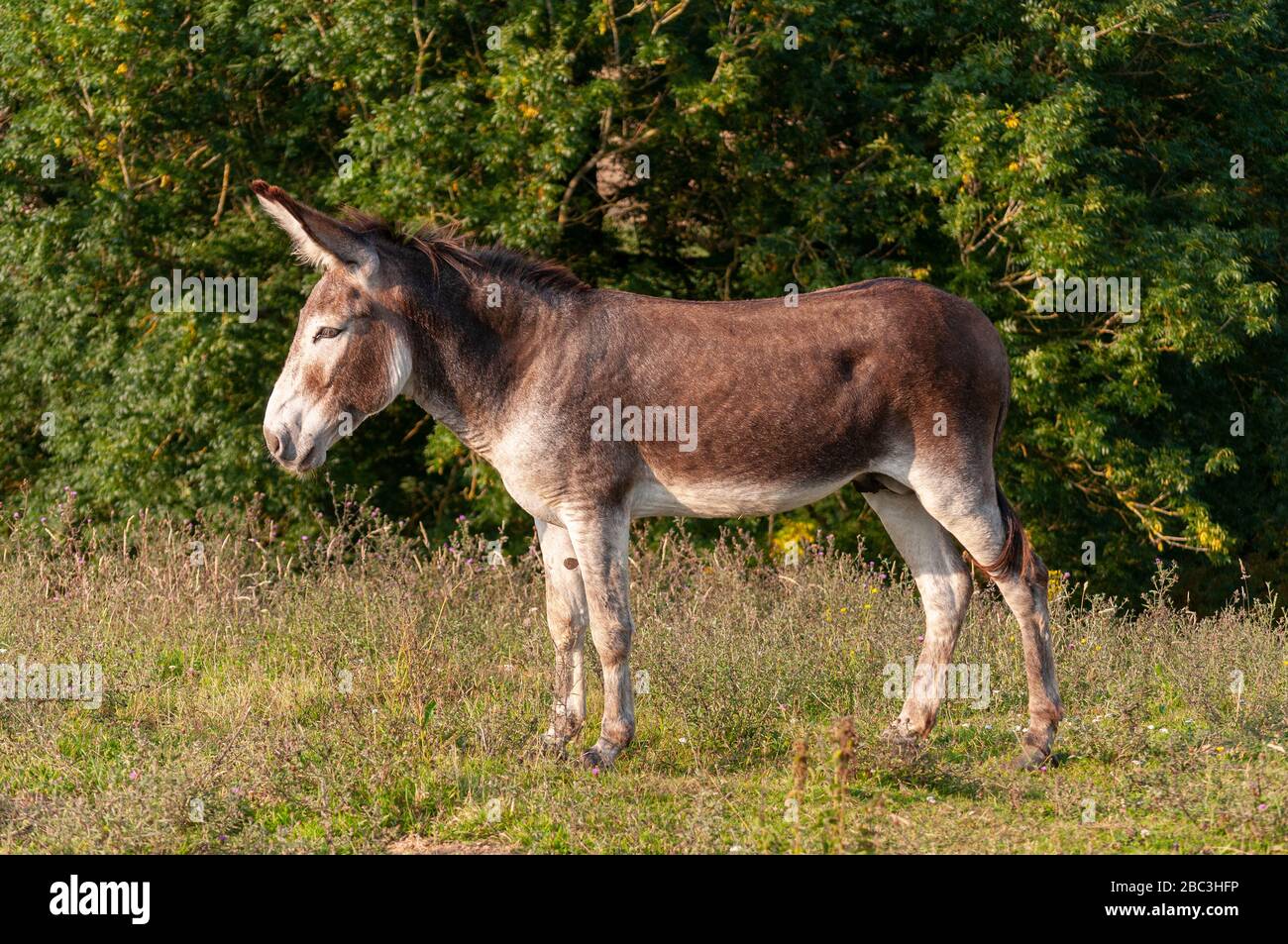 Ane Brun High Resolution Stock Photography And Images Alamy