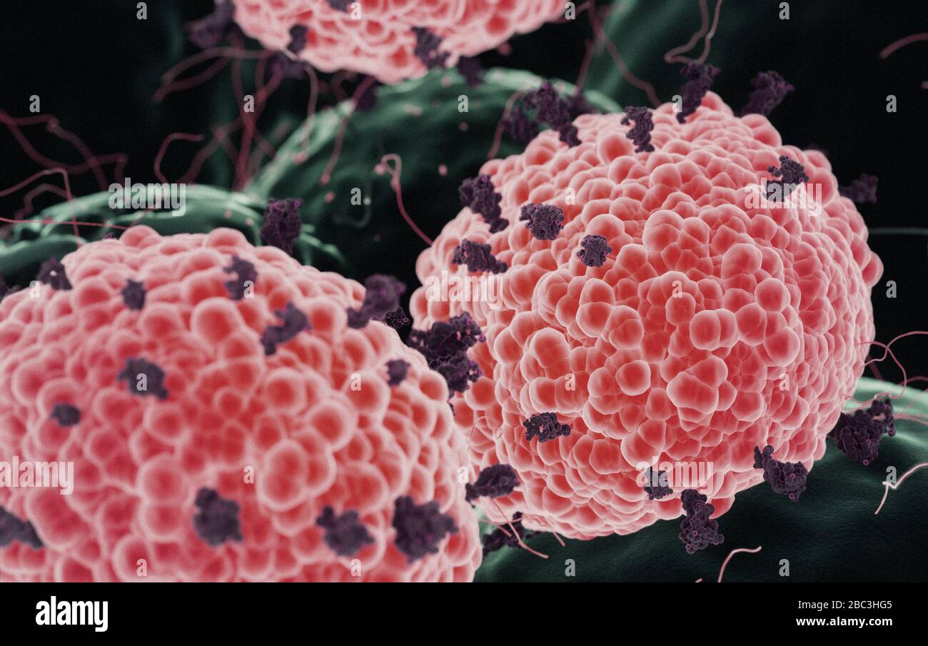 Coronavirus COVID-19 microscopy attacking human cells, 3D render as a microscopic image inside the human body based in SEM SARS photos Stock Photo