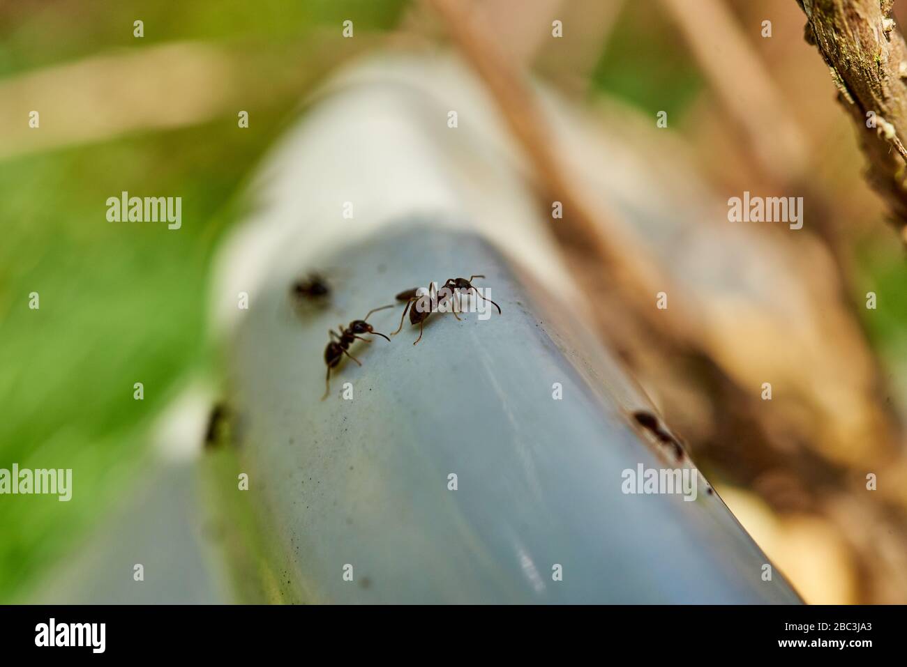 Common black ants crawling over a garden planting pot. Stock Photo