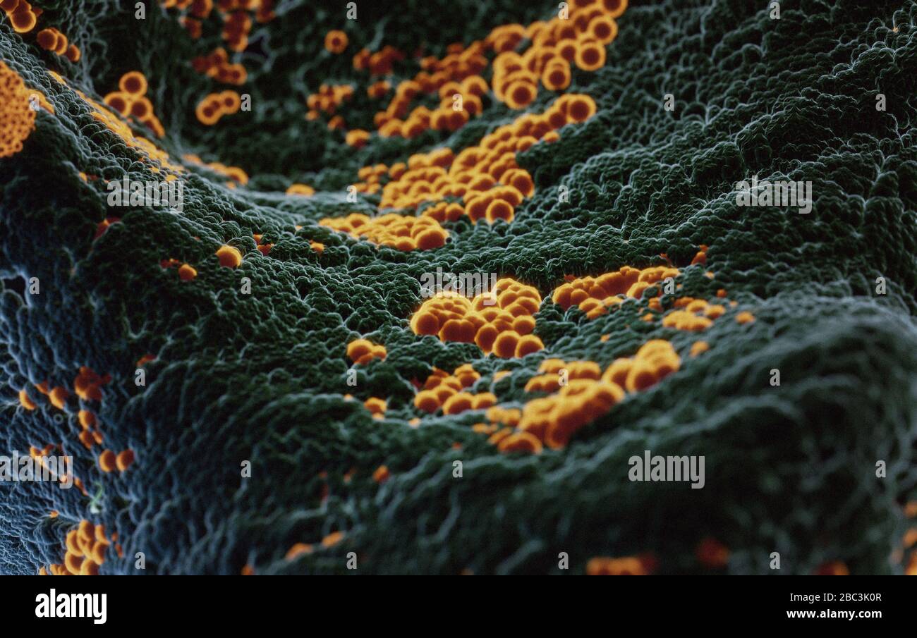 Electronic microscopy of Coronavirus SARS COVID-19 infesting human cells, 3D illlustration based on electronic microscopic photos Stock Photo