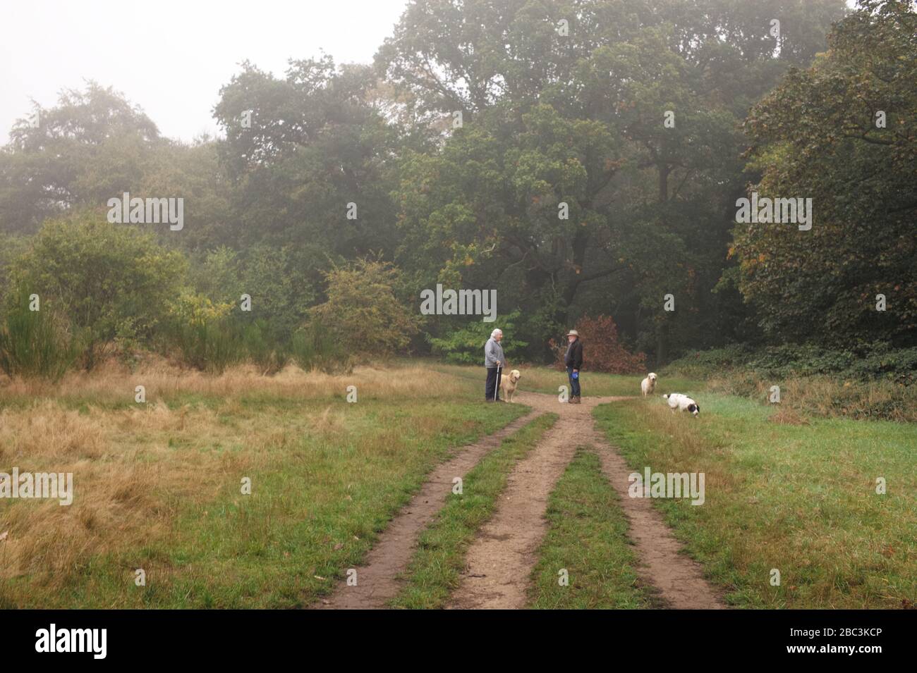 Dog owners in conversation, Epping Forest Stock Photo