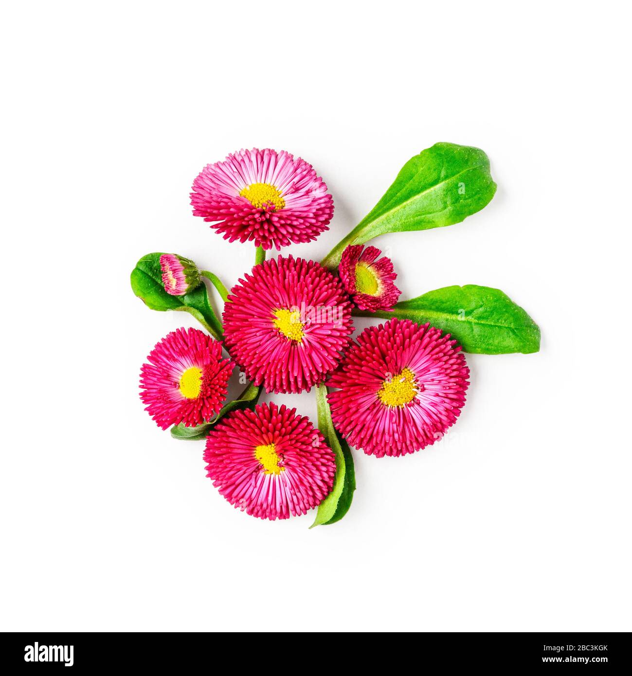 Daisy flower creative composition. Pink bellis perennis flowers