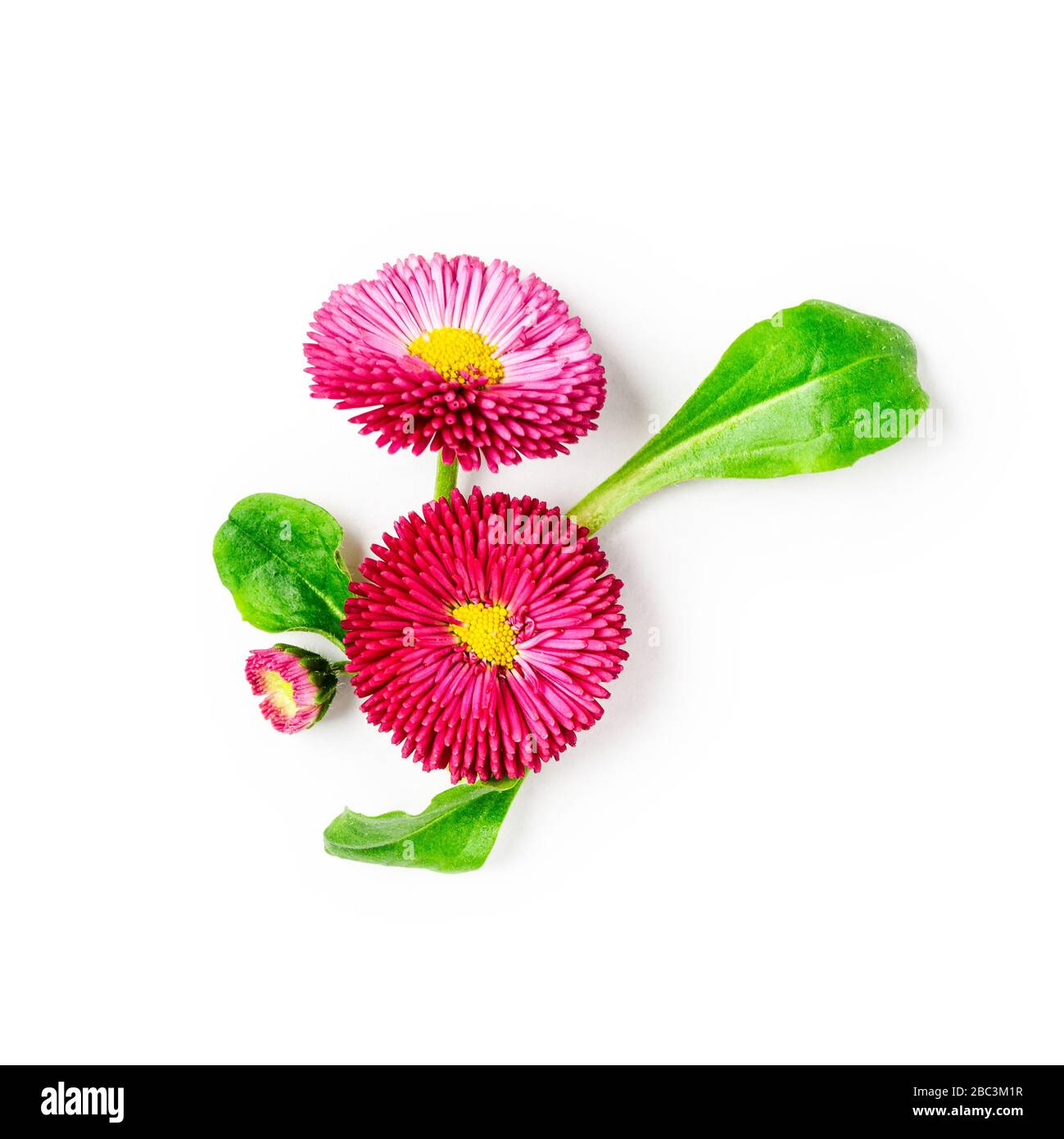 Daisy flower creative composition. Pink bellis perennis flowers isolated on white background with clipping path. Floral arrangement, design element. S Stock Photo