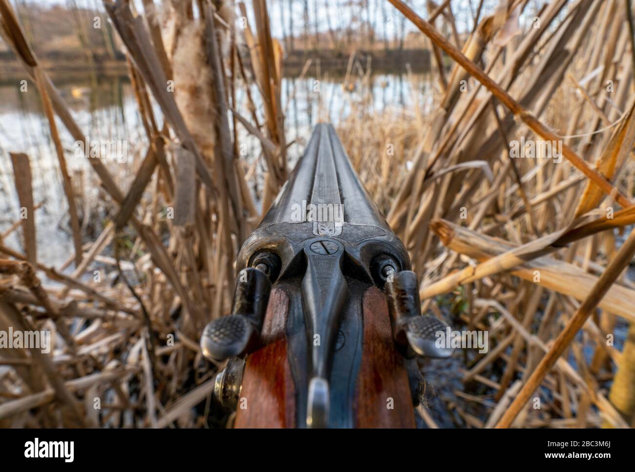 A double-barreled shotgun with cocked the trigger pointing in the direction of the pond through the reeds. Stock Photo