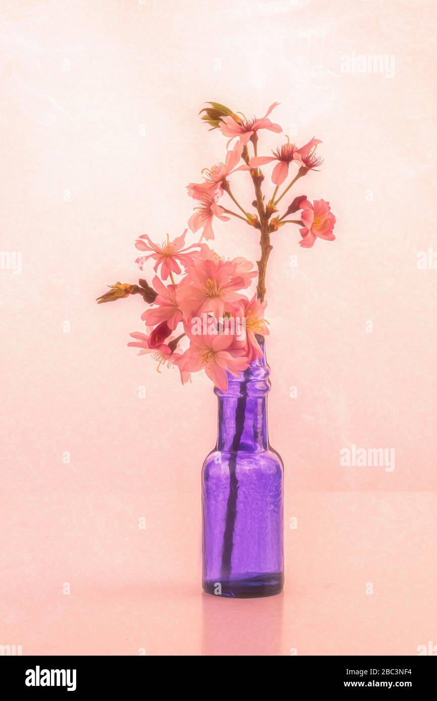Cherry Blossom Still Life in Blue Bottle Stock Photo