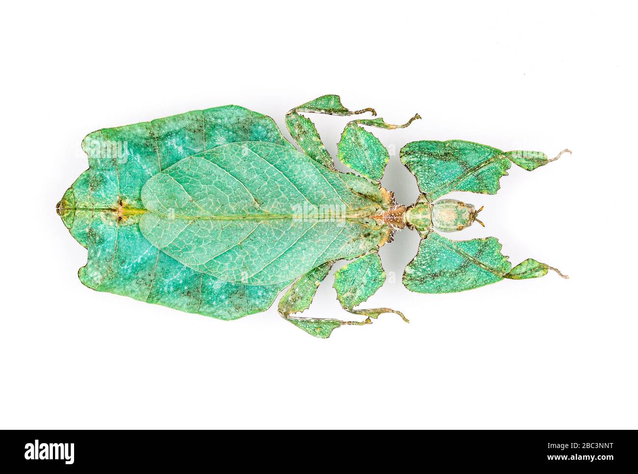 Close up on a large leaf-insect on a white background with shadow Stock Photo