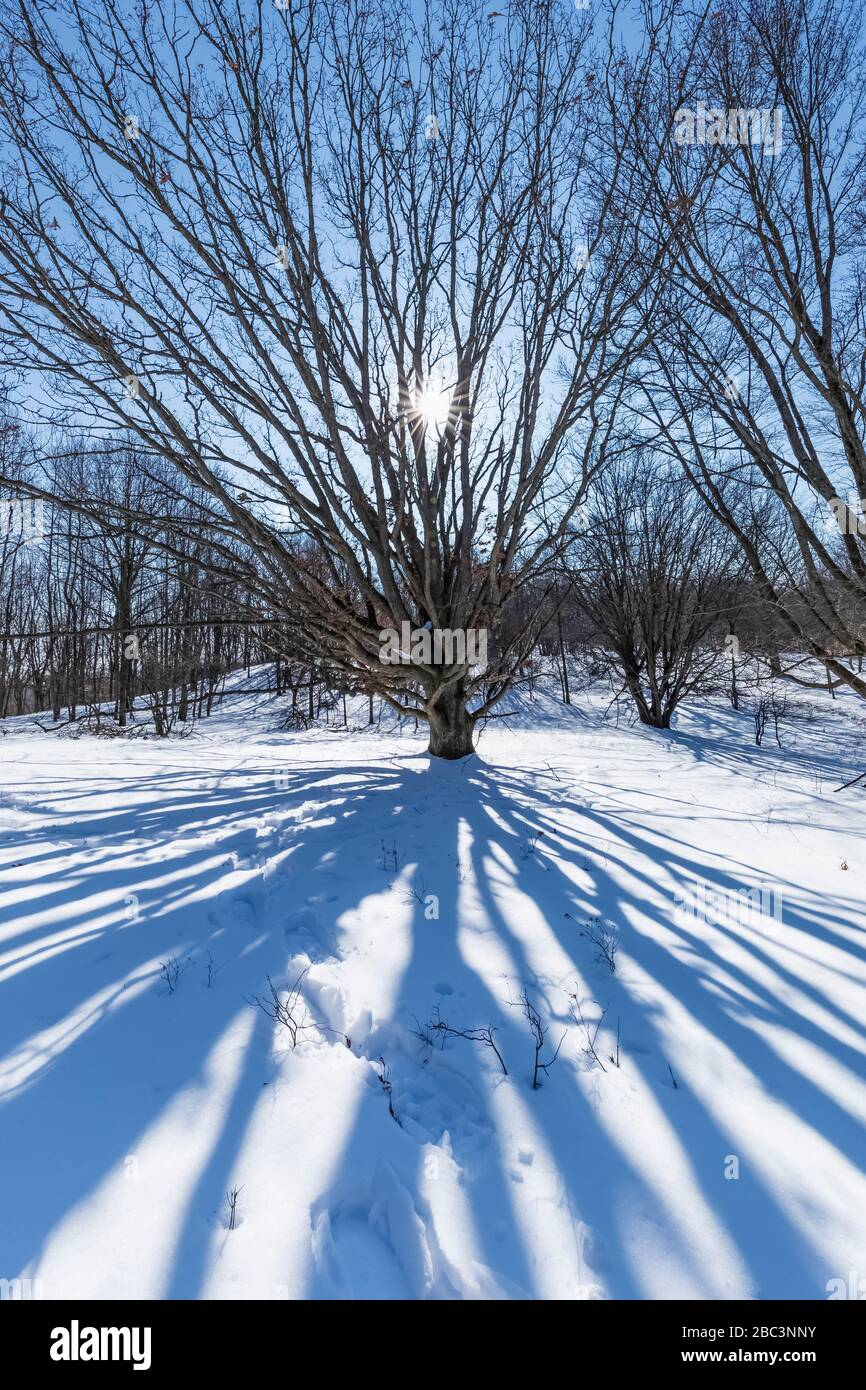 Winter tree shadows crossing the blanket of snow at the Bundy Hill nature  preserve in Isabella Country, Michigan, USA Stock Photo - Alamy