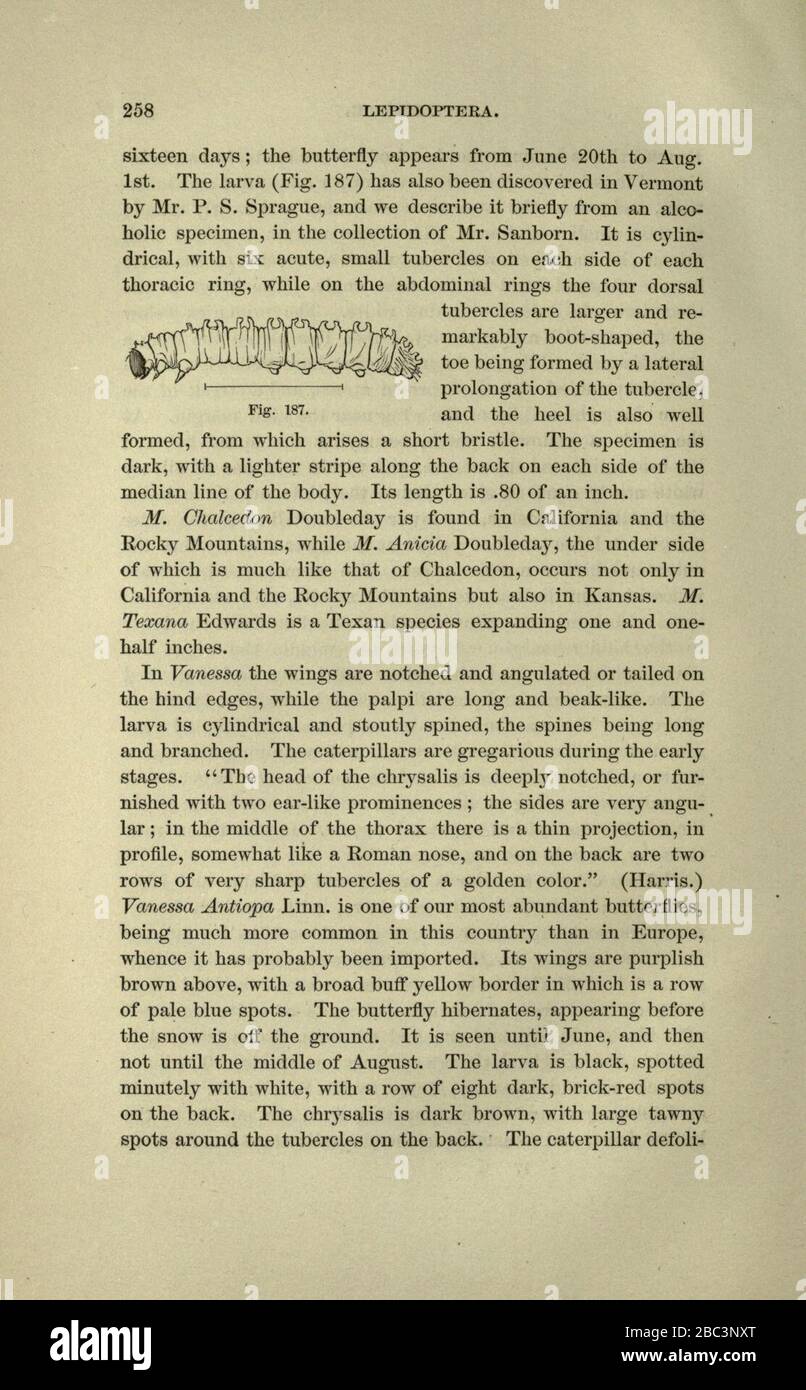 Guide to the study of insects Stock Photo - Alamy